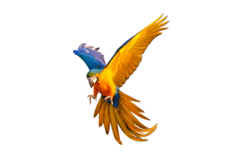 Colorful flying parrot isolated on transparent background png file