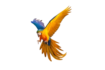 Tischdecke Colorful flying parrot isolated on transparent background png file © Passakorn