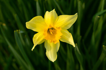 Obraz premium Yellow narcissus flower close up