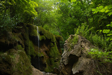 An impenetrable wet forest overgrown with trees, bushes and moss with a small waterfall flowing...