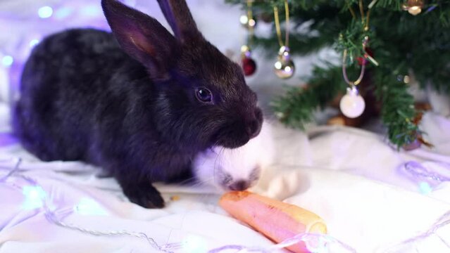 Black and white rabbits eating carrot near Christmas tree. 4K