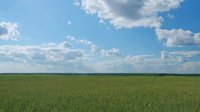 Landscape. Green ear in a field of unripe wheat. Green-yellow wheat field and blue sky with clouds. Wide shot.