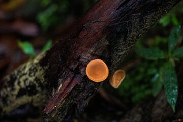 mushroom on tree