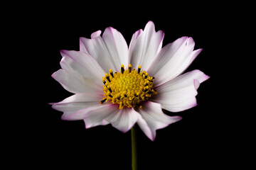 コスモスの花