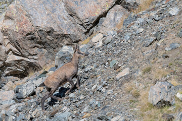 Chamois female in the summer season (Rupicapra rupicapra)