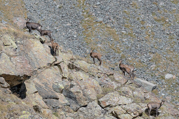 Group of chamois females on mountain ridge (Rupicapra rupicapra)