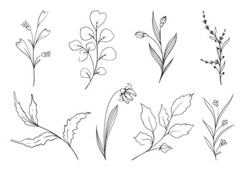 floral collection in hand drawn style in illustration