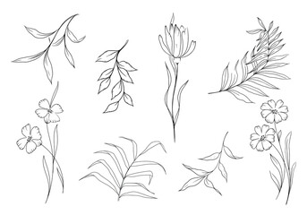 a set of flowers and branches with leaves in the technique of hand drawing