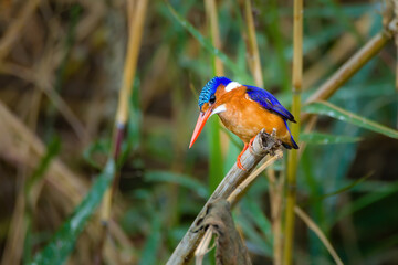 Malachite Kingfisher