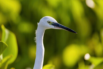 Little Egret
