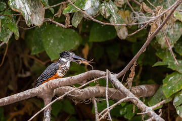 Giant Kingfisher