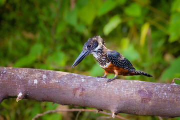 Giant Kingfisher