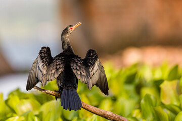 Cormorant