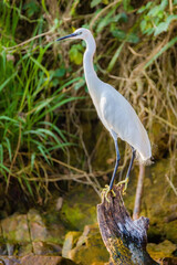 Little Egret
