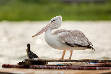 pelican on the pier
