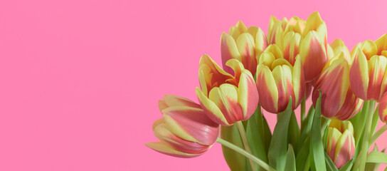 Obraz premium tulips yellow-red on a pink background. banner horizontal