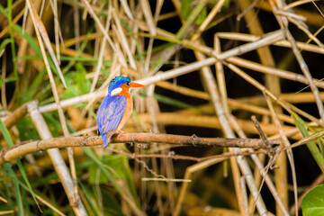 Malachite Kingfisher