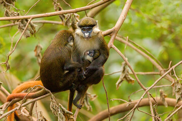 Red Tailed Monkey