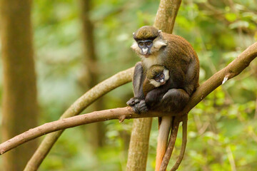 Red Tailed Monkey