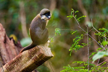 Red Tailed Monkey on a Tree