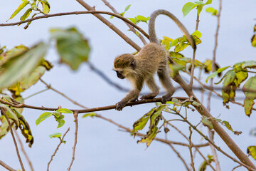 Red Tailed Monkey Baby in a Tree