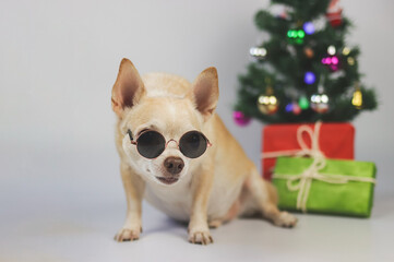brown short hair chihuahua dog wearing sunglasses sitting on white background with Christmas tree,  gift boxes.