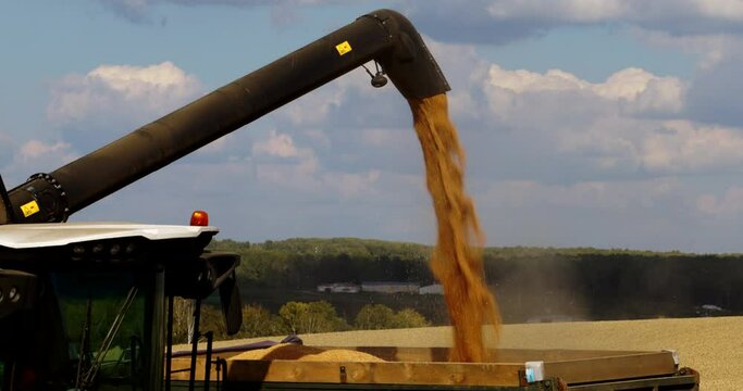 Combine harvester on autumn wheat harvesting. Wheat and winter barley yield. Wheat, maize, soybeans and corn. Harvester loads grain in dump truck. Corn grain markets in crisis world&rsquo;s breadbasket.