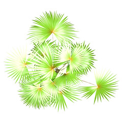 Generic Plant Tree PNG rendered in 4K Resolution for compositing and Background. With transparency alpha channel.  8K based in 3d model.