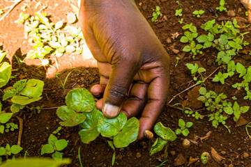 planting coffee