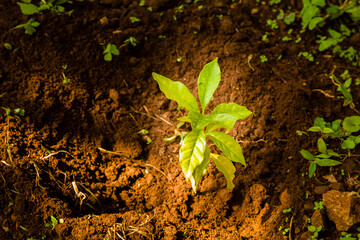 coffee plant
