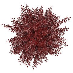 Generic Plant Tree PNG rendered in 4K Resolution for compositing and Background. With transparency alpha channel.  8K based in 3d model.