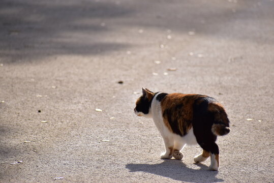 光の当たるコンクリートを歩いている三毛猫