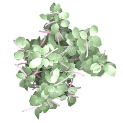 Generic Plant Tree PNG rendered in 4K Resolution for compositing and Background. With transparency alpha channel.  8K based in 3d model.