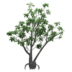 Obraz premium Generic Plant Tree PNG rendered in 4K Resolution for compositing and Background. With transparency alpha channel. 8K based in 3d model.