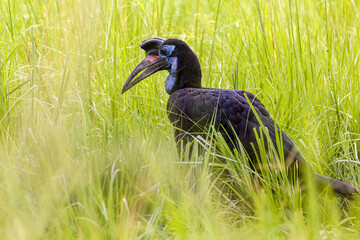 Abyssinian Ground-Hornbill