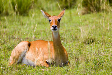 Uganda Kob in the gras
