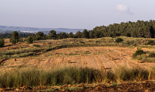 square straw bales lie on a field after the grain harvest in Israel