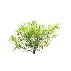 Generic Plant Tree PNG rendered in 4K Resolution for compositing and Background. With transparency alpha channel.  8K based in 3d model.