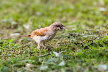 robin on the grass