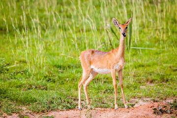 Uganda Kob