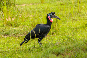 Abyssinian Ground-Hornbill