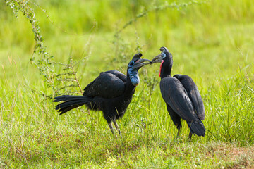 Abyssinian Ground-Hornbill