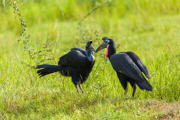 Abyssinian Ground-Hornbill