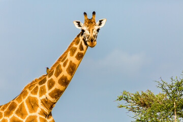 Obraz premium Rothshild Giraffe