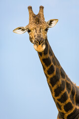 Rothshild Giraffe
