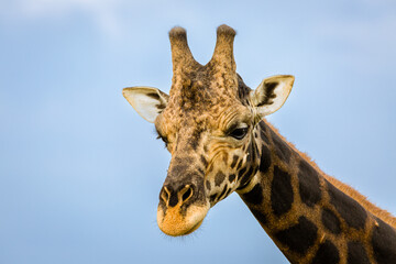 Rothshild Giraffe