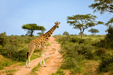 Rothshild Giraffe