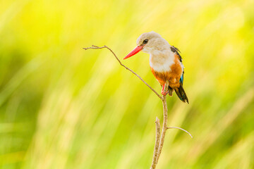 Greyhooded Kingfisher