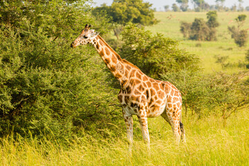 giraffe in the savannah