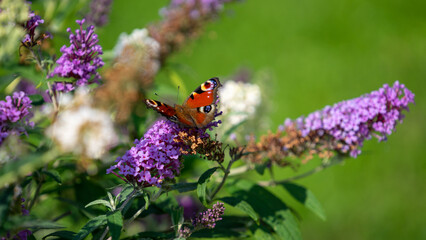 Peacock butterfly on a flower